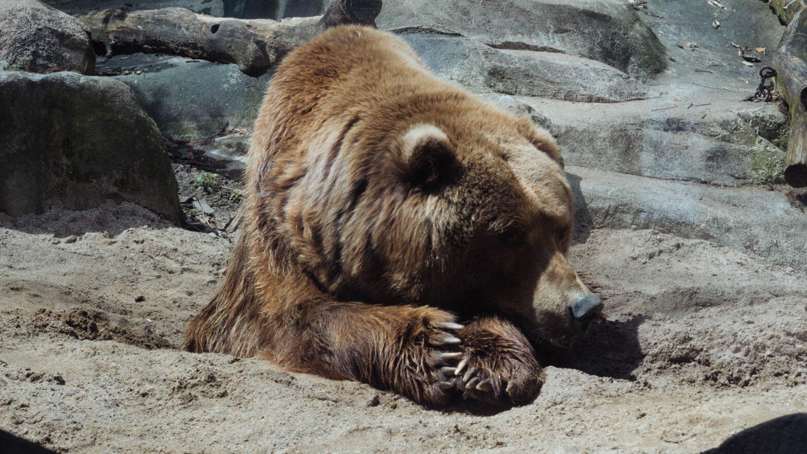 Relationships can't hibernate like a bear can or you will end up with a disconnected relationship